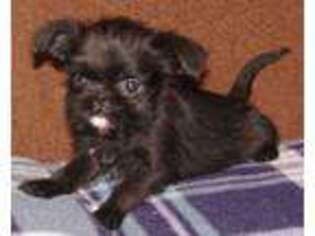 Brussels Griffon Puppy for sale in Cherryvale, KS, USA