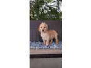 Labradoodle Puppy for sale in Fresno, CA, USA