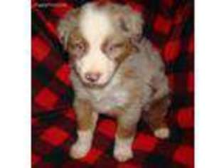 Australian Shepherd Puppy for sale in Concord, GA, USA