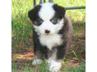Miniature Australian Shepherd Puppy for sale in Hazel Green, AL, USA