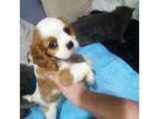 Cavalier King Charles Spaniel Puppy for sale in Lancaster, CA, USA