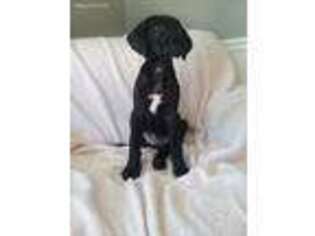 Great Dane Puppy for sale in Horse Shoe, NC, USA