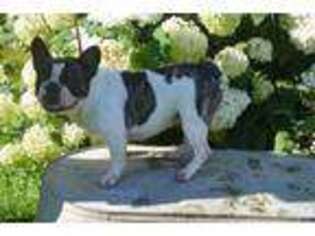 French Bulldog Puppy for sale in Evensville, TN, USA
