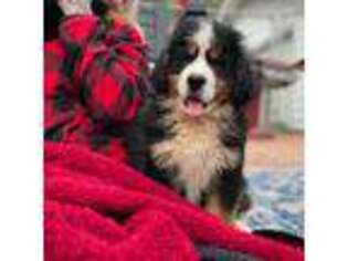 Bernese Mountain Dog Puppy for sale in Denver, CO, USA