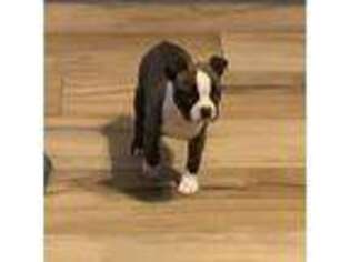 Boston Terrier Puppy for sale in Mauldin, SC, USA