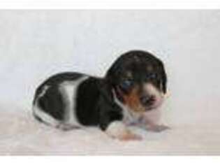 Dachshund Puppy for sale in Burlington, CO, USA