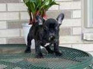French Bulldog Puppy for sale in Nappanee, IN, USA