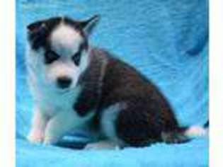 Siberian Husky Puppy for sale in Gillsville, GA, USA