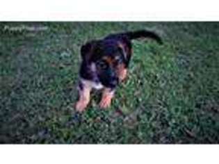 German Shepherd Dog Puppy for sale in Sweeny, TX, USA