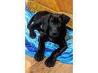 Great Dane Puppy for sale in Dayton, OH, USA