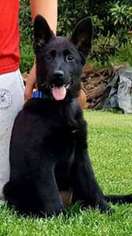 German Shepherd Dog Puppy for sale in Charlotte, NC, USA