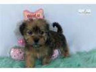 Shorkie Tzu Puppy for sale in Canton, OH, USA