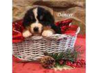 Bernese Mountain Dog Puppy for sale in Brownfield, ME, USA