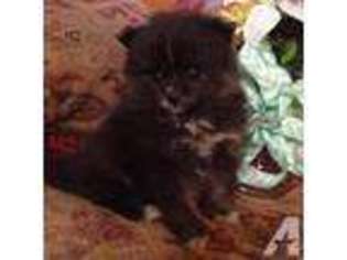 Pomeranian Puppy for sale in GROVE, OK, USA