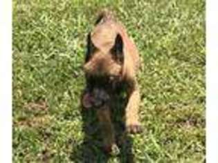 Belgian Malinois Puppy for sale in Wakefield, VA, USA