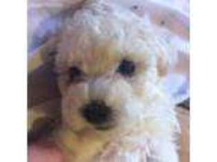 Mutt Puppy for sale in Norco, CA, USA