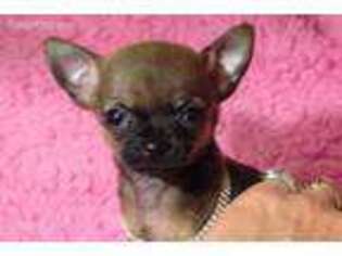 Chihuahua Puppy for sale in Shirley, MA, USA