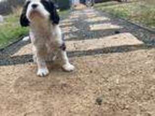 Cavalier King Charles Spaniel Puppy for sale in Bandera, TX, USA