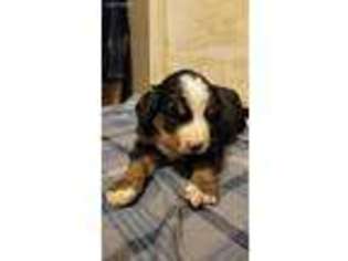 Bernese Mountain Dog Puppy for sale in Radcliffe, IA, USA