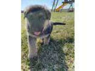 German Shepherd Dog Puppy for sale in Adel, IA, USA