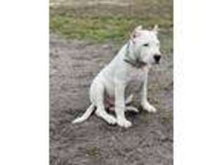 Dogo Argentino Puppy for sale in Panama City, FL, USA