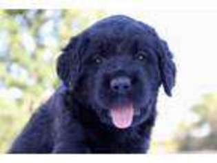 Labradoodle Puppy for sale in Apple Creek, OH, USA