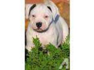 American Bulldog Puppy for sale in HILLSBORO, VA, USA