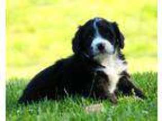 Mutt Puppy for sale in Dunnville, KY, USA