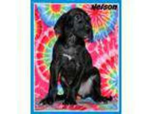 Medium Photo #1 Great Dane Puppy For Sale in Bowling Green, KY, USA