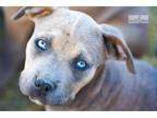 American Bandogge Puppy for sale in Phoenix, AZ, USA