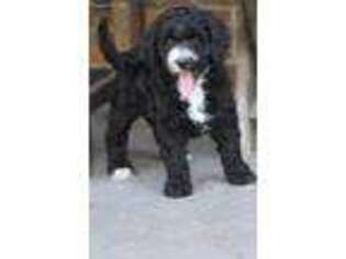 Labradoodle Puppy for sale in Pinehurst, TX, USA