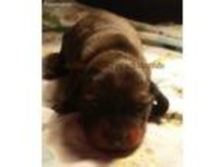 Dachshund Puppy for sale in Evansville, IL, USA