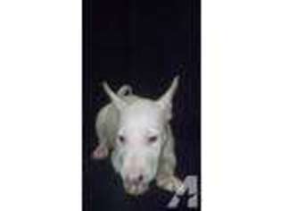 Bull Terrier Puppy for sale in JACKSON, MI, USA