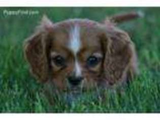 Cavalier King Charles Spaniel Puppy for sale in Winona, MN, USA