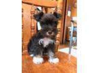 Mutt Puppy for sale in Tyrone, OK, USA