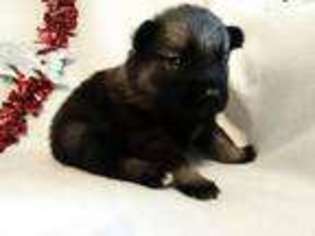 Norwegian Elkhound Puppy for sale in Stroudsburg, PA, USA
