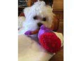 Maltese Puppy for sale in Memphis, TN, USA