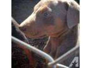 Doberman Pinscher Puppy for sale in VIAN, OK, USA