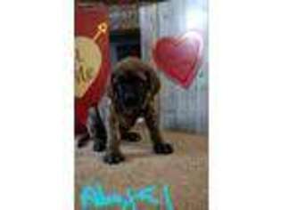 Mastiff Puppy for sale in Mc Graw, NY, USA