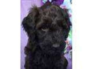 Mutt Puppy for sale in South Haven, MI, USA