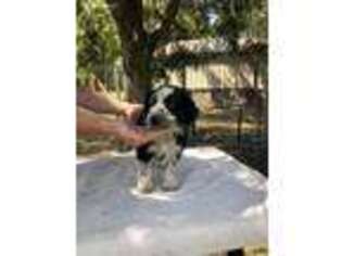 Australian Shepherd Puppy for sale in Strasburg, VA, USA