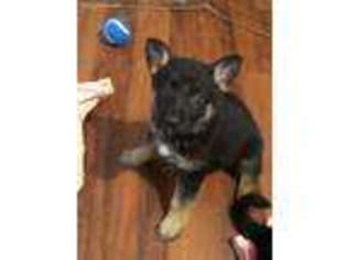German Shepherd Dog Puppy for sale in Louisa, VA, USA