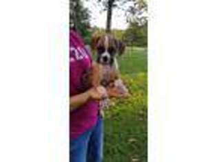 Boxer Puppy for sale in Versailles, MO, USA
