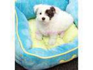 Biewer Terrier Puppy for sale in Houston, TX, USA