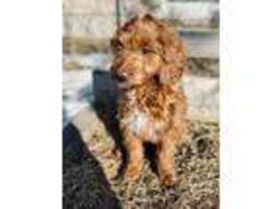 Goldendoodle Puppy for sale in Brockton, MA, USA