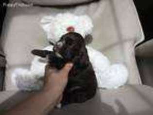 Cocker Spaniel Puppy for sale in Duran, NM, USA
