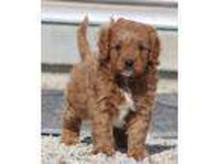 Cavapoo Puppy for sale in Odon, IN, USA