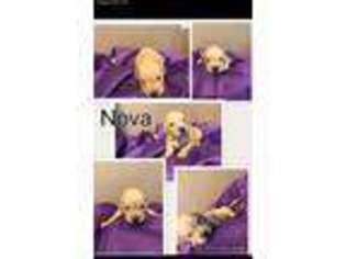 Golden Retriever Puppy for sale in Fairland, OK, USA