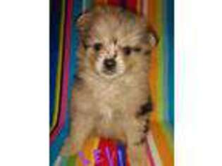 Pomeranian Puppy for sale in Central City, KY, USA