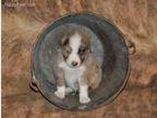 Australian Shepherd Puppy for sale in Batson, TX, USA